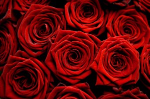 garden-of-red-roses